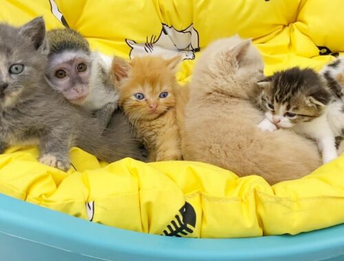 Six baby kittens and one monkey Susie in a basket. The most touching moments.