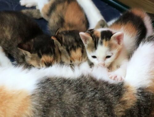 Kittens Squeeze The Mother Cat's Chest And Drink Milk