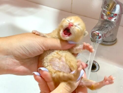 Bathing two dirty little kittens