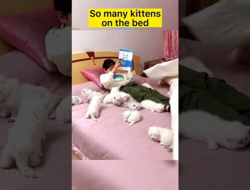 So many cute kittens on the bed !#babycat #cutecat #kitten #kitty #petvideos #cat #kitten