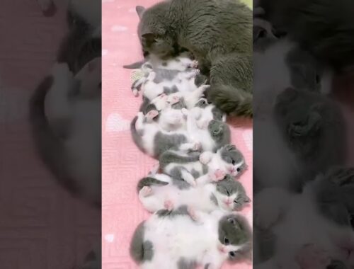 Cat Family- Mom taking care of babies #shorts #cat #kittens