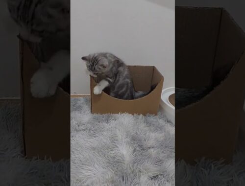 Cute kitten Tobi loves his box very much #cute #cat #shorts