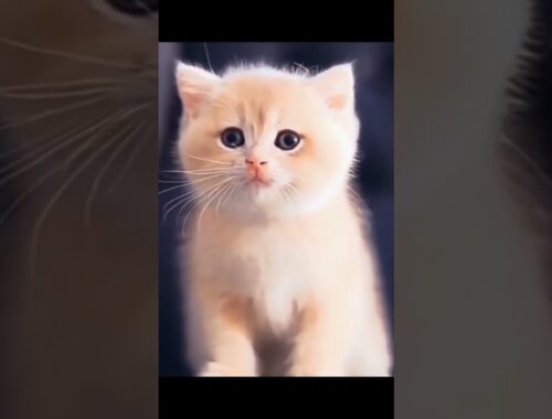cute kitten #cutecat #cats #youtubeshorts