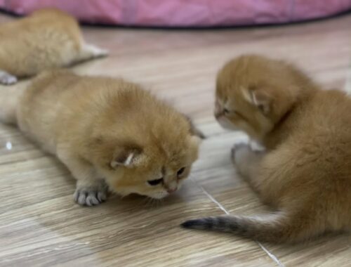 Cute kittens learning to walk