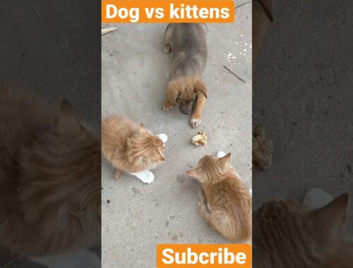 Puppy fight two kittens #shorts #puppy #puppyfight #fighting #fightcats #kittens #fightkitten #fight