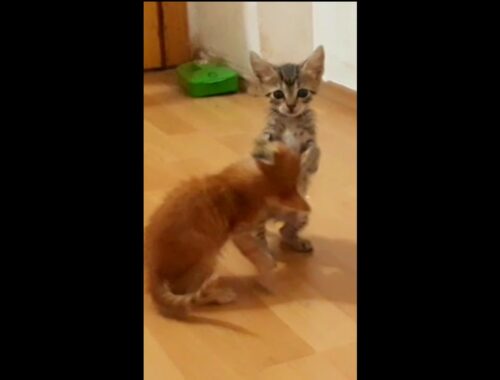 #shorts #kitten The two orphan naughty kittens