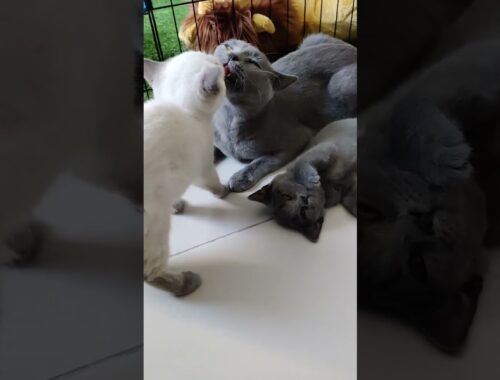 Caring mom and kittens!!!#shorts#british blue shorthair cats