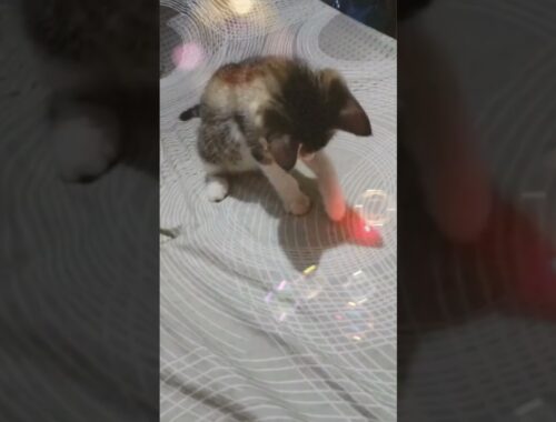 kitten playing  red light on the bed#viral #trending #love#shortvideo #cat #cats #kittens #kittycat