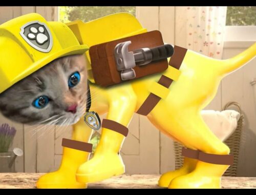 Little Kitten Preschool Adventure Education Games iOS Kids Play Fun Cute Kitten Pet Care Learn #640