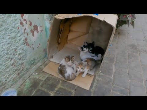 Hungry cute cats and kittens sleeping in one paper box.