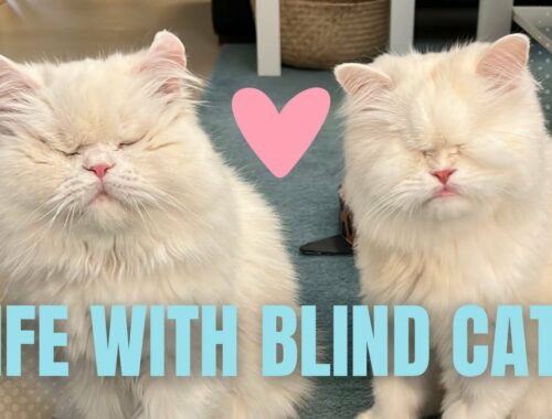 Living with Blind Cats (Tips from Moet the Blind Cat!)