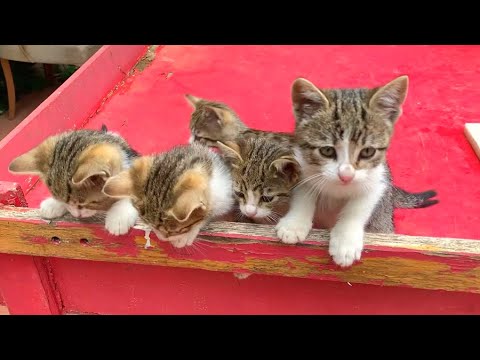 Five kittens who can't get enough of drinking milk drove the mother cat crazy