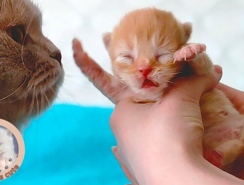 Watch 3 Cute Newborn Kittens Meowloudly Calling For Their Mummy Cat! [day 7] Catsaurus cute