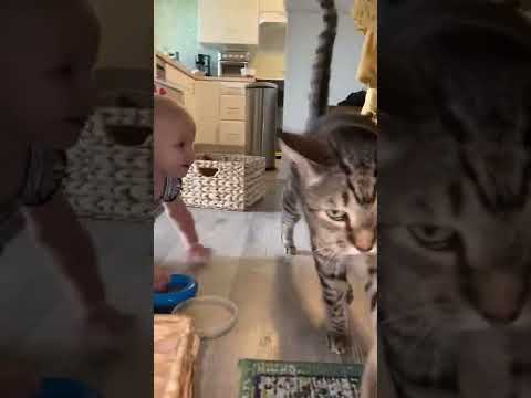 Adorable Baby Laughs As They Chase Their Cat! #Cats #Kittens #Shorts