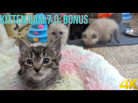 The kittens are active today!