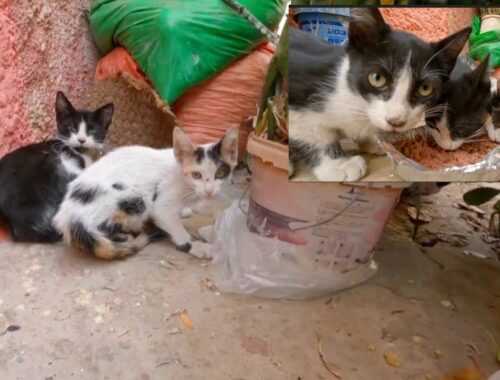 Homeless kittens were starving.