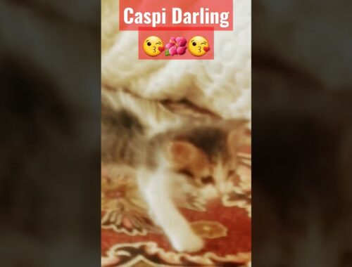 Caspi Darling ||2|| #shorts #cats #shortsfeed #pets #kittens #cutecats #cutekittens #cute #catvideos