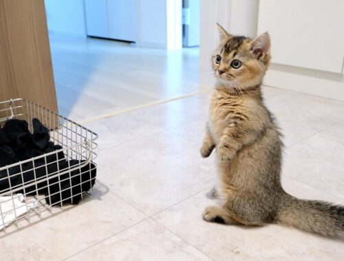Kitten Kiki monitors the washing machine because it's too loud
