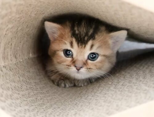 The kitten who is going to hide in the secret base is too cute