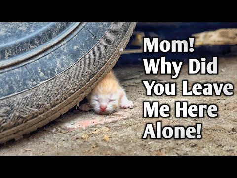 Rescue poor kitten who immediately stopped crying for mom after feeling touch of tyre