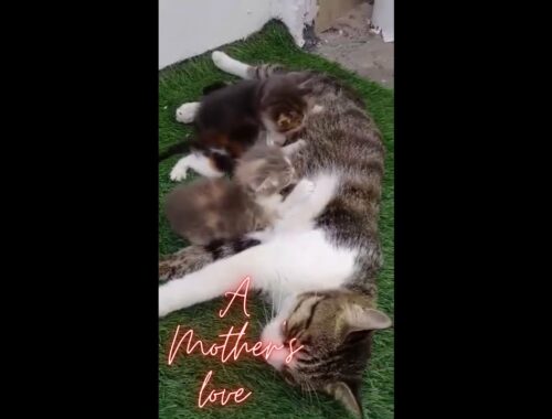 Mother Cat breastfeeding its kittens