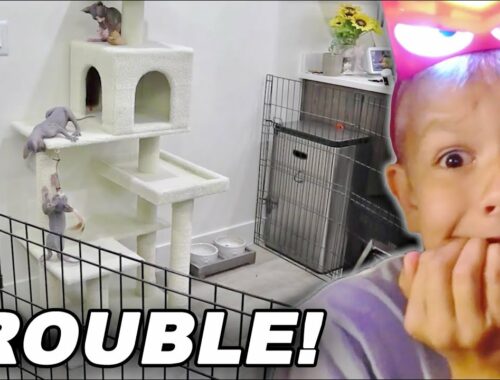 Hairless Sphynx Kittens Got In Trouble and Have To Be Caged!