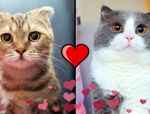 Love Story Of 2 Kittens