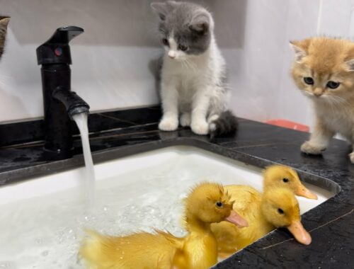 Three cute kittens watch ducklings swim and bathe.