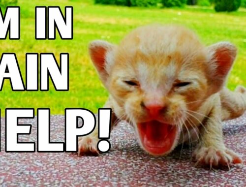 Kitten was starving and asking for help