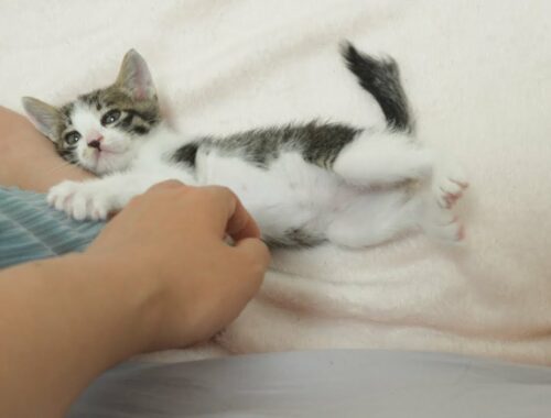 What Do Kittens Do When They Want to Show their Love to Humans?