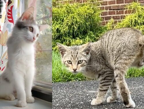 Two injured street kittens find a home together