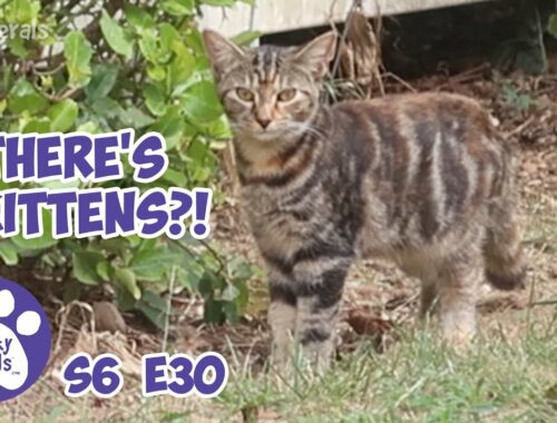 There's 7 Kittens?! And A New Feeding Table S6 E30 Lucky Ferals Cat Videos - Feral Kittens