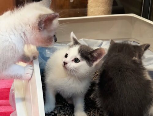 Rescue Kittens Explore Their Litter Box For the First Time!