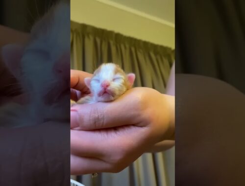 A very Tiny New Born Baby Kitten....#newborn #fyp #kittens #catcute #tiny