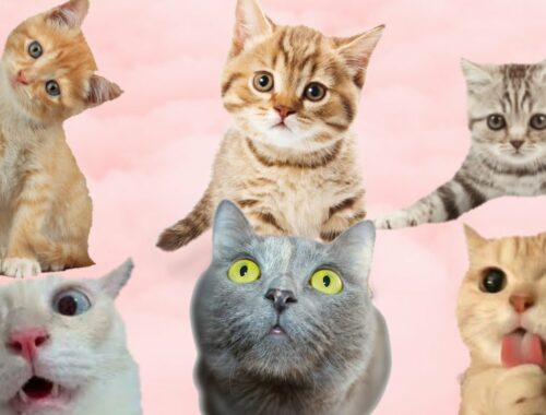 Funny Cats memes | Cute kittens video #memes