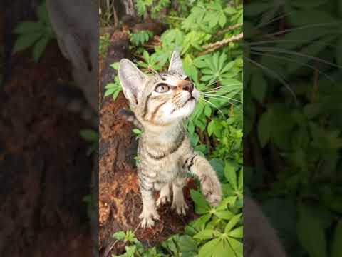 Cute Kitten-Ask for food #kucinglucu #anakkucinglucu #funny  #feedshorts