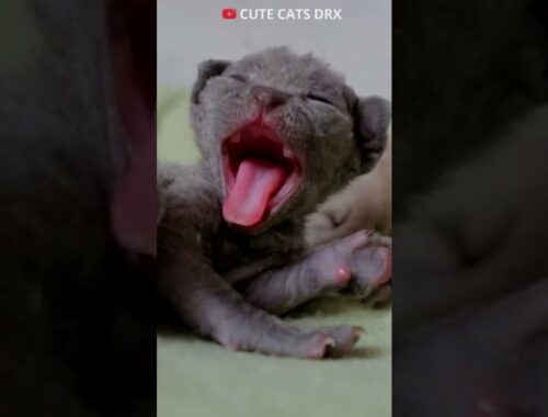 Awwww yawning cute kittens devon rex are so cute and adorable #shorts