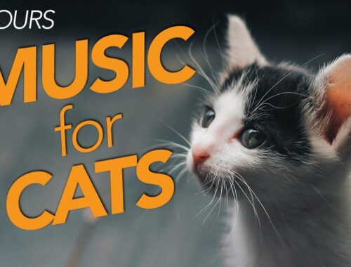 Magic Music for Cats! Instant Relaxation Music for Cats and Kittens!