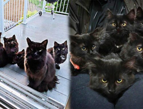 Stray Cat Brings All Her Kittens To A Woman Who Gave Her Food