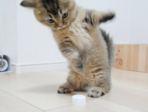 Kitten Kiki vs PET bottle cap!