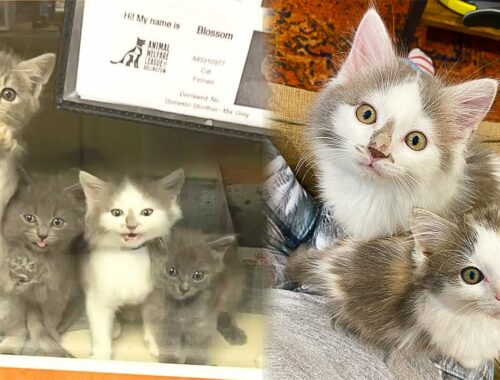 Abandoned Shelter Kittens Draw Attention Of Visitors To Be Adopted