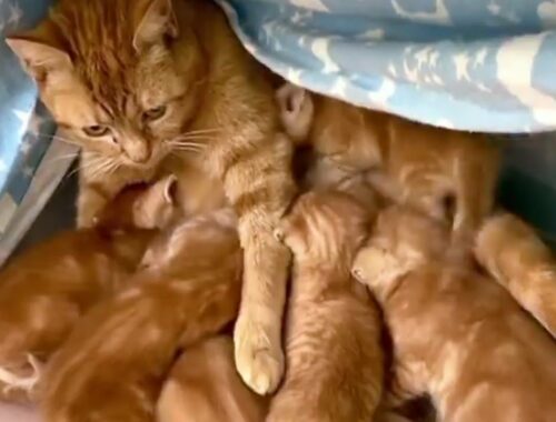 A shy and scared stray cat who gave birth to 6 cute kittens