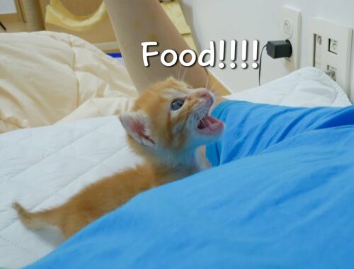 The rescued kitten very angry about not feeding food!
