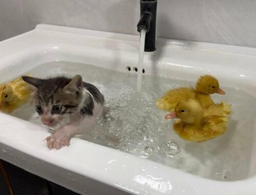 Three ducklings are going to teach kittens to swim and bathe