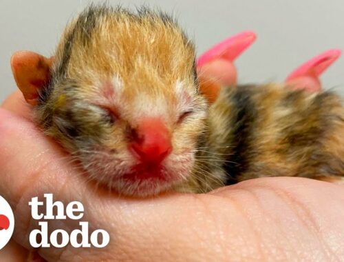 Kitten As Tiny As Computer Mouse Gives Woman Purpose | The Dodo