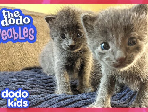 Tiny Kittens Love Their GIANT Four-Legged Parents! | Dodo Kids | Loveables
