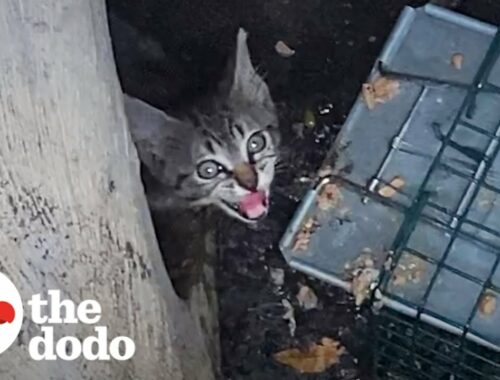 Woman Crawls Through Drain Pipe to Save Kitten | The Dodo Cat Crazy