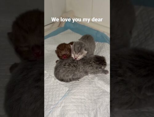 We Love You My Dear #shorts #cat #petlovers #kittens