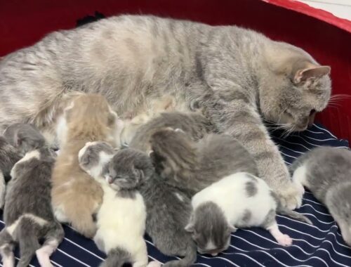 The little mother cat takes care of 8 kittens.