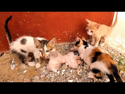 Kittens with their mother are looking for food to eat until the food server arrives.